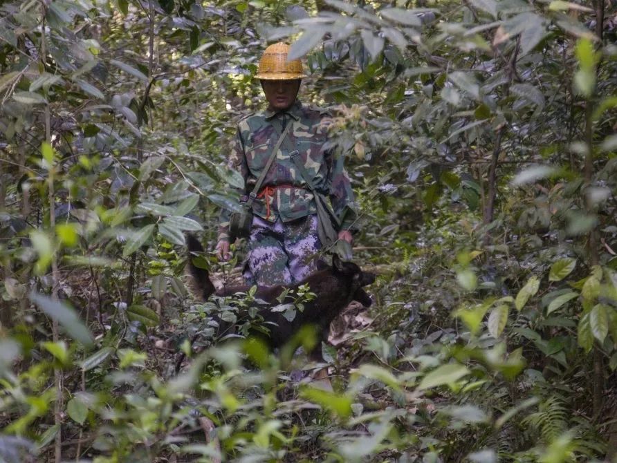 【金森模范】护林员邱玉祥的一天：想一辈子与青山相伴